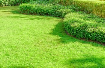 A manicured lawn