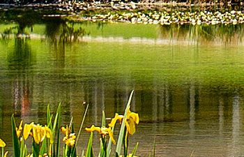 Pond in the garden