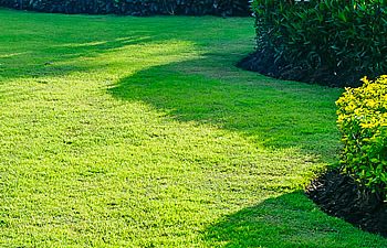Trimmed lawn