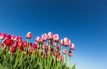 Spring Flowers