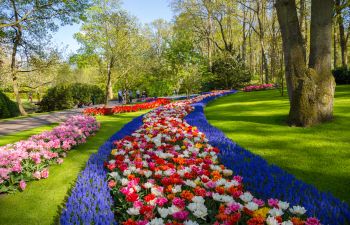 Flowers and Lawn