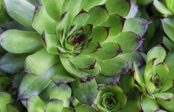 Sempervivum Tectorum plant