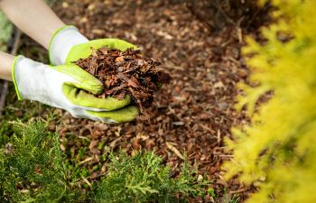 Mulching