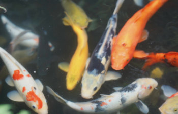 beautiful japanese koi fish swim in the pond