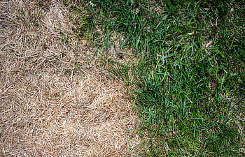 visible distinction between healthy lawn and chemical burned grass