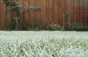 frosty grass in the garden on winter