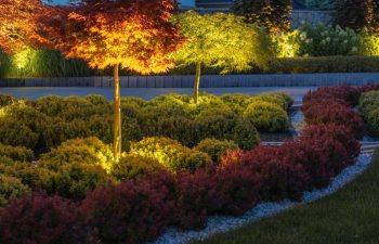 Colorful trees and lush shrubs are beautifully lit at night, showcasing a vibrant landscape design in a tranquil garden.